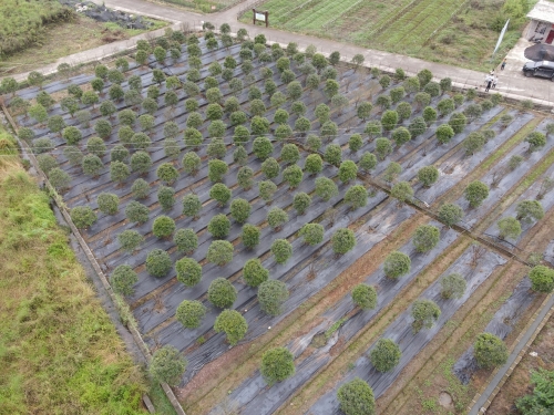 三江坝苗圃基地